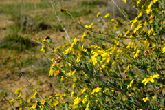 Othonna coronopifolia