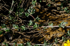 Othonna coronopifolia