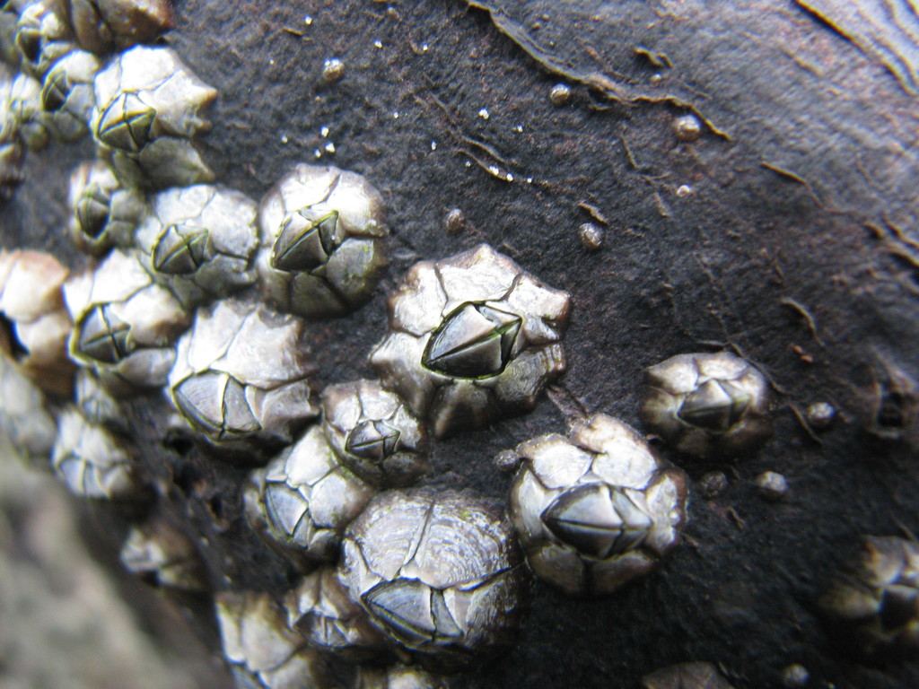 Microeuraphia