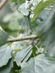 Chalcolestes viridis