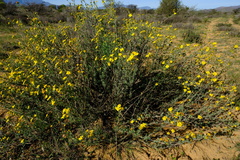 Othonna coronopifolia