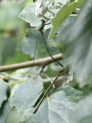 Chalcolestes viridis