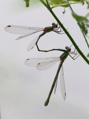 Chalcolestes viridis