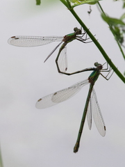 Chalcolestes viridis