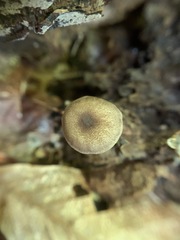 Entoloma fuscosquamosum