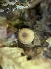 Entoloma fuscosquamosum