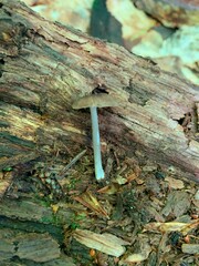 Entoloma fuscosquamosum