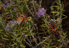 Rhynocoris punctiventris