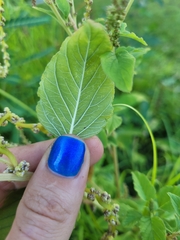 Amaranthus viridis
