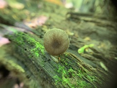 Entoloma fuscosquamosum