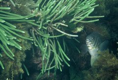 Caulerpa simpliciuscula