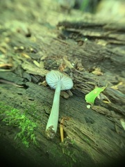 Entoloma fuscosquamosum