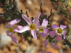Oxalis hirta polioeides