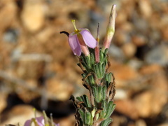 Oxalis hirta polioeides