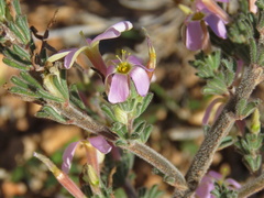 Oxalis hirta polioeides