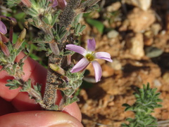 Oxalis hirta polioeides