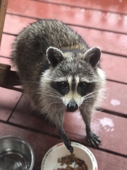 Procyon lotor