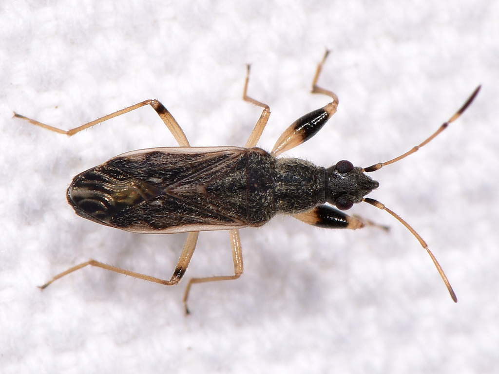 Paraparomius