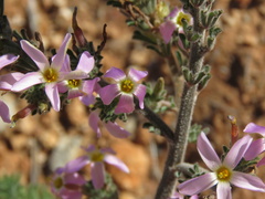 Oxalis hirta polioeides