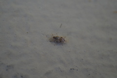 Monosteira unicostata