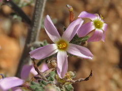 Oxalis hirta polioeides
