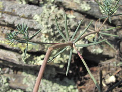 Galium xeroticum