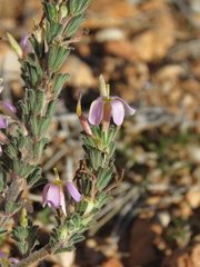 Oxalis hirta polioeides