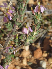 Oxalis hirta polioeides