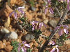 Oxalis hirta polioeides