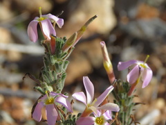 Oxalis hirta polioeides