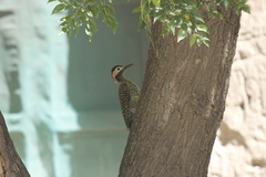 Colaptes melanochloros