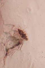 Monosteira unicostata