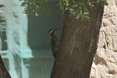 Colaptes melanochloros