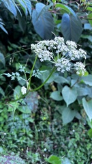 Conioselinum morrisonense