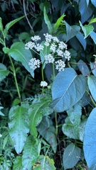 Conioselinum morrisonense