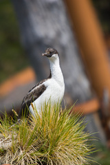 Leucocarbo georgianus