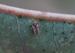 Monosteira unicostata