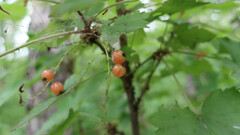 Ribes pallidiflorum