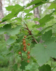 Ribes pallidiflorum