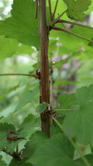 Ribes pallidiflorum