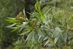 Tessaria dodonaeifolia