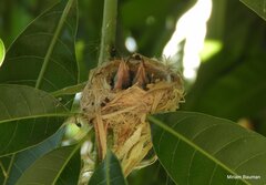 Riccordia ricordii