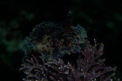 Dendrodoris caesia