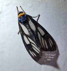 Macrobrochis prasena