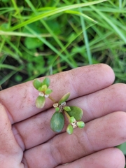 Portulaca oleracea