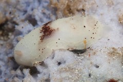 Cadlina sp-a