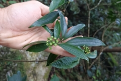 Dendropanax dentiger