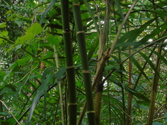 Pinanga coronata