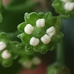 Dendropanax dentiger