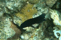 Pomacentrus albicaudatus